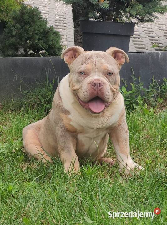 American bully GrChampion Demon Boy blood Abkc Kraśnik