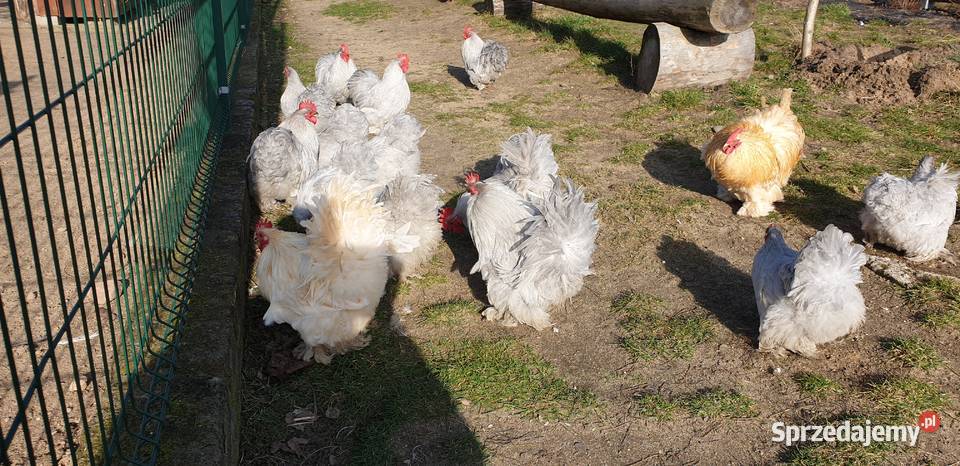 Kochiny Miniaturowe Lawendowe lubuskie Pszczew