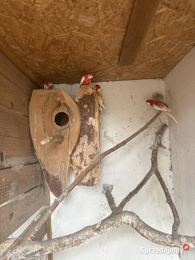 Sprzedam papugi Gorzów Wielkopolski