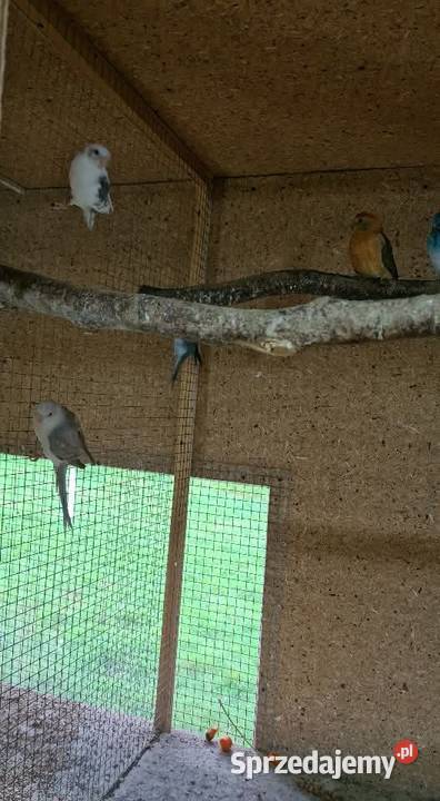 Świergotki Jastrzębie-Zdrój