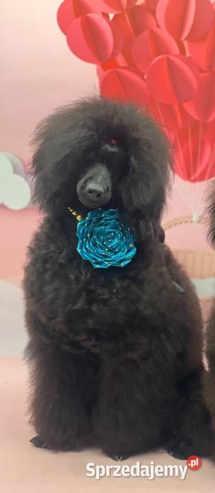 Pudel miniaturowy czarny chłopczyk FCI Zabrze
