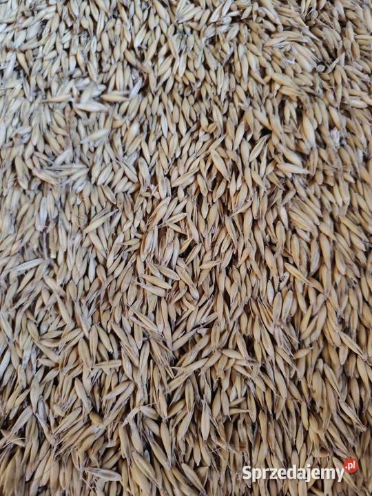 Sprzedam owies sprzedam