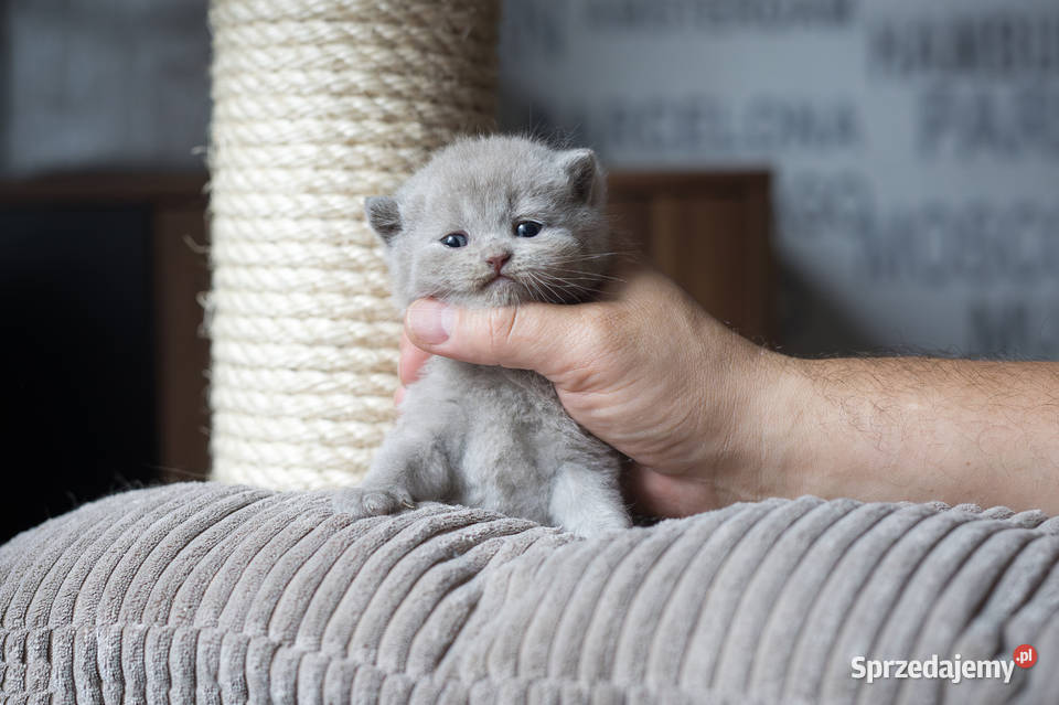 Brytyjski Kocur Krótkowłosy Liliowy Tęczowy Agat Kaźmierz
