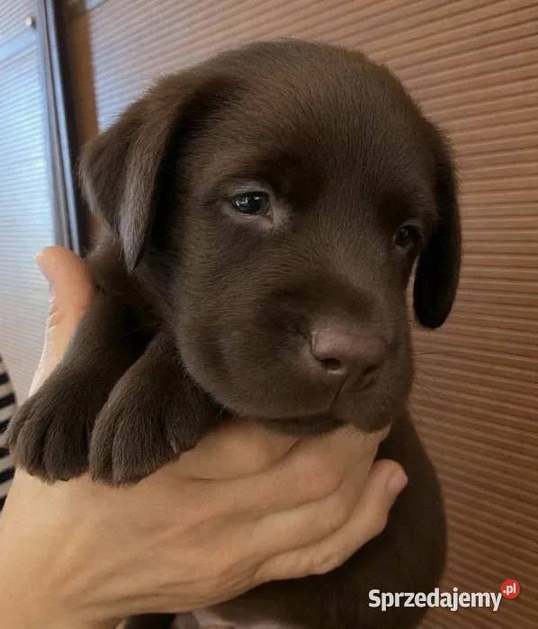 Niesamowity szczeniak labradora Szczecin