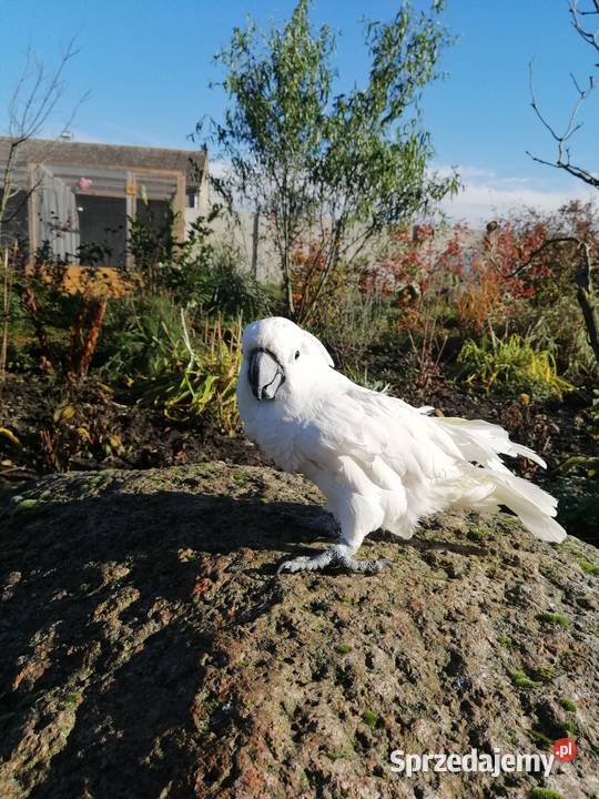 Kakadu Alba Pamiątkowo