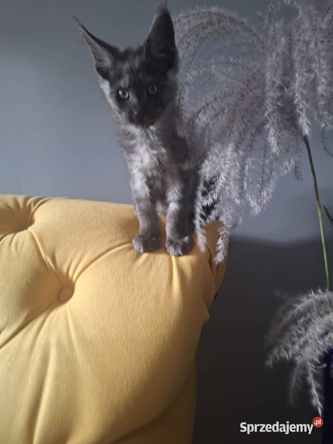 Czarny srebrny Maine coon Żurawia sprzedam