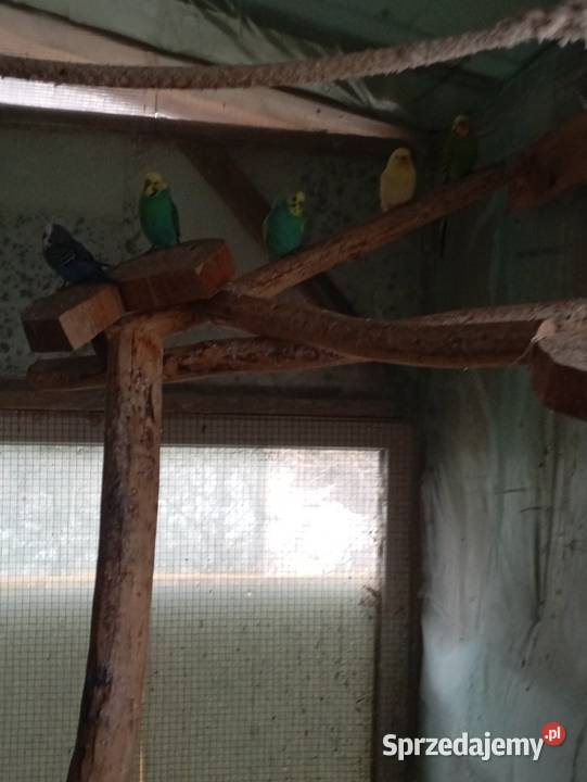 Papugi faliste Kłodzko