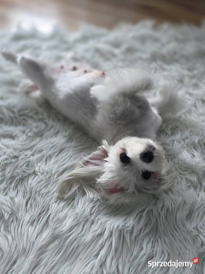 Maltańczyk szczeniak chłopiec Warszawa