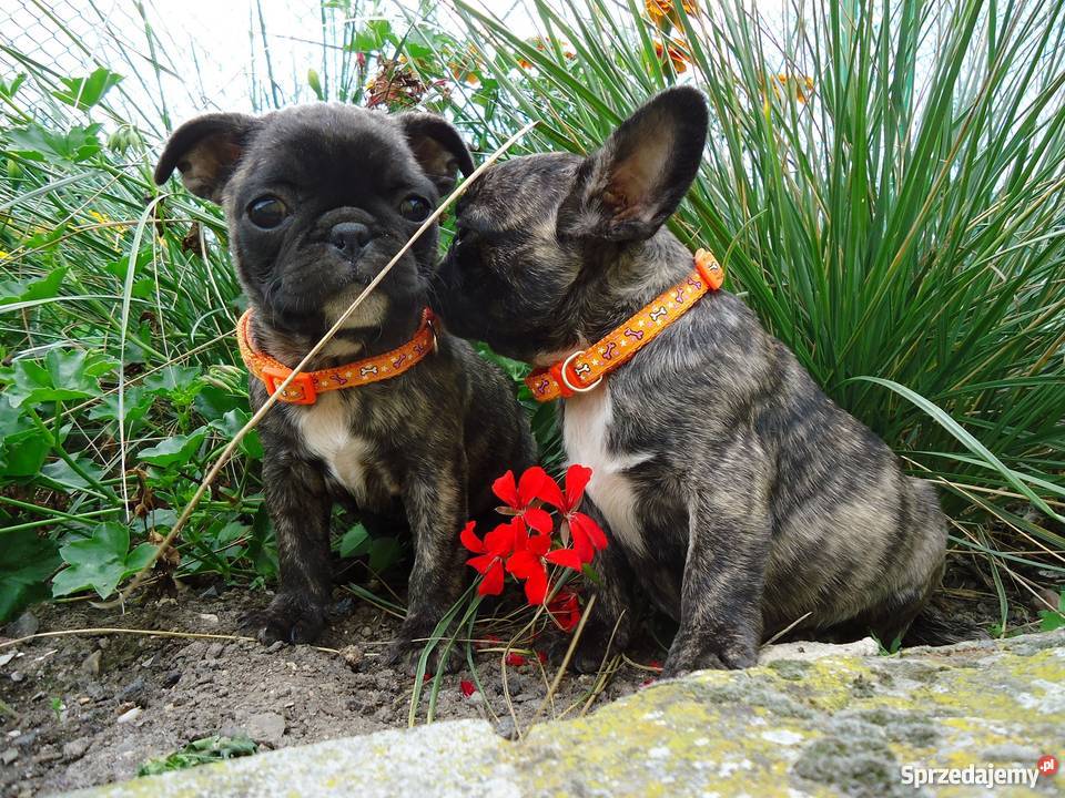 Buldog francuski Psy dolnośląskie