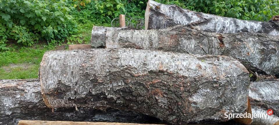 Brzoza kłoda pień klocek dłużyca drzewo drewno Susiec