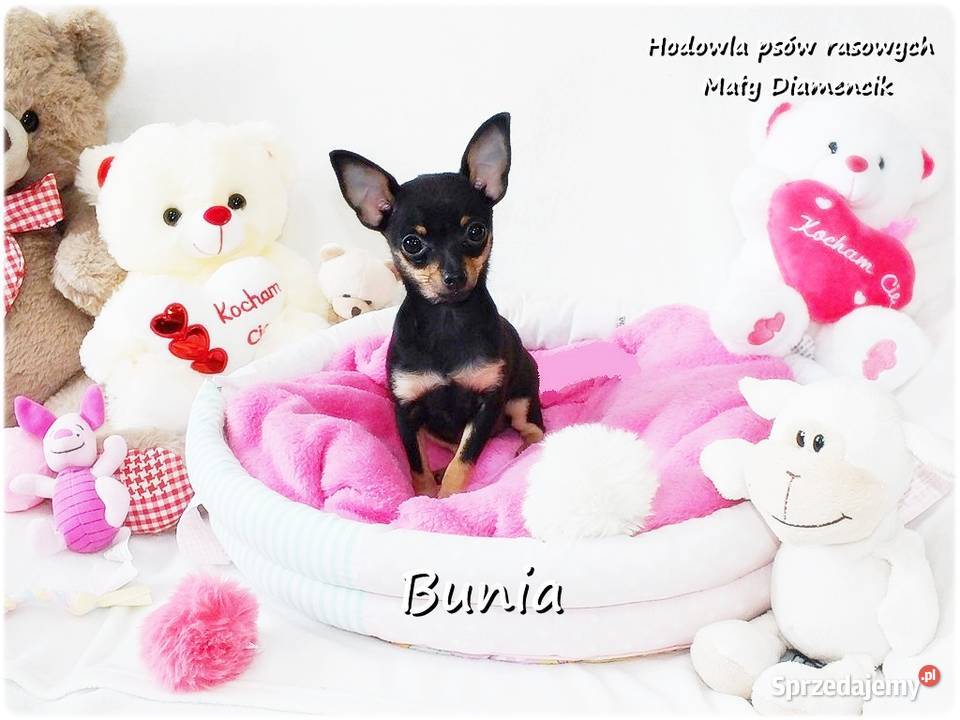 Mini Suczka BUNIA Ratlerek XS Pinczer Żary sprzedam