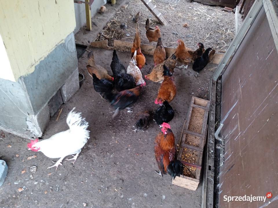Sprzedam kury z działki Ptaki Włocławek
