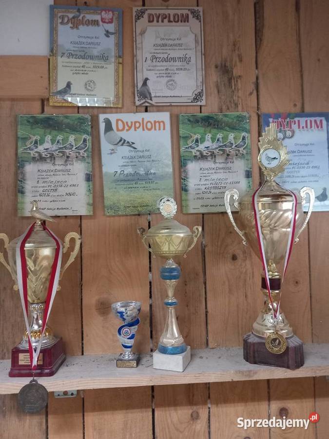 sprzedam całą chodowle golebi Trzemeśnia