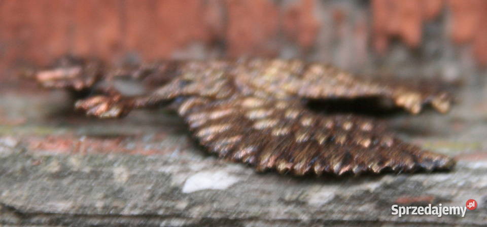 Orzełek Wielkopolski Augustów