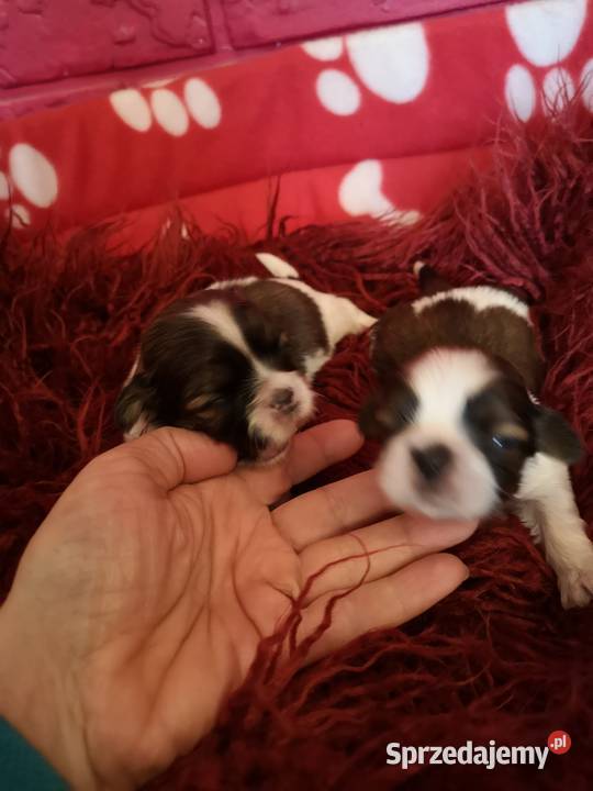 AKTUALNE Szczenięta rasy SHIH TZU hodowla Szczecinek