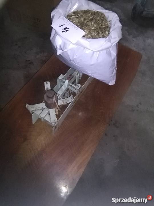 Przegorzan Roślina miododajna Chocznia sprzedam