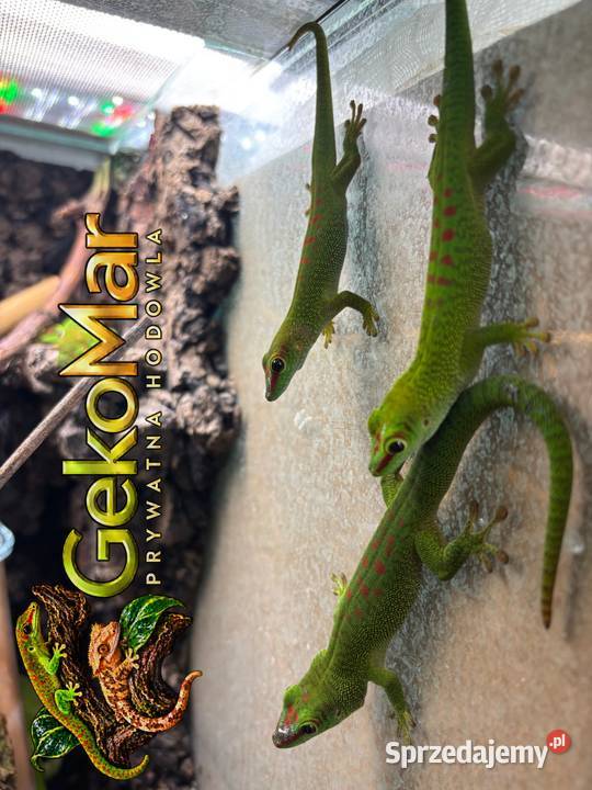 Felsuma madagaskarska Phelsuma grandis Obrowiec