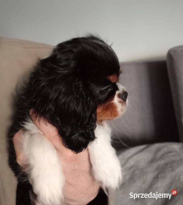 Cavalier King Charles Spaniel tricolor rodowód Częstochowa