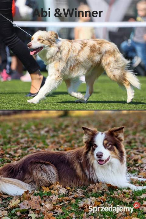 Border Collie szczenieta