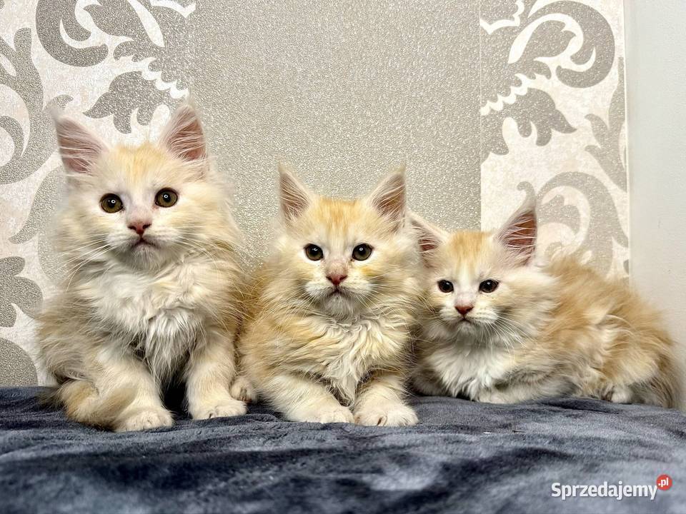 Maine Coon Kocur Rudy Srebro Daleszyce