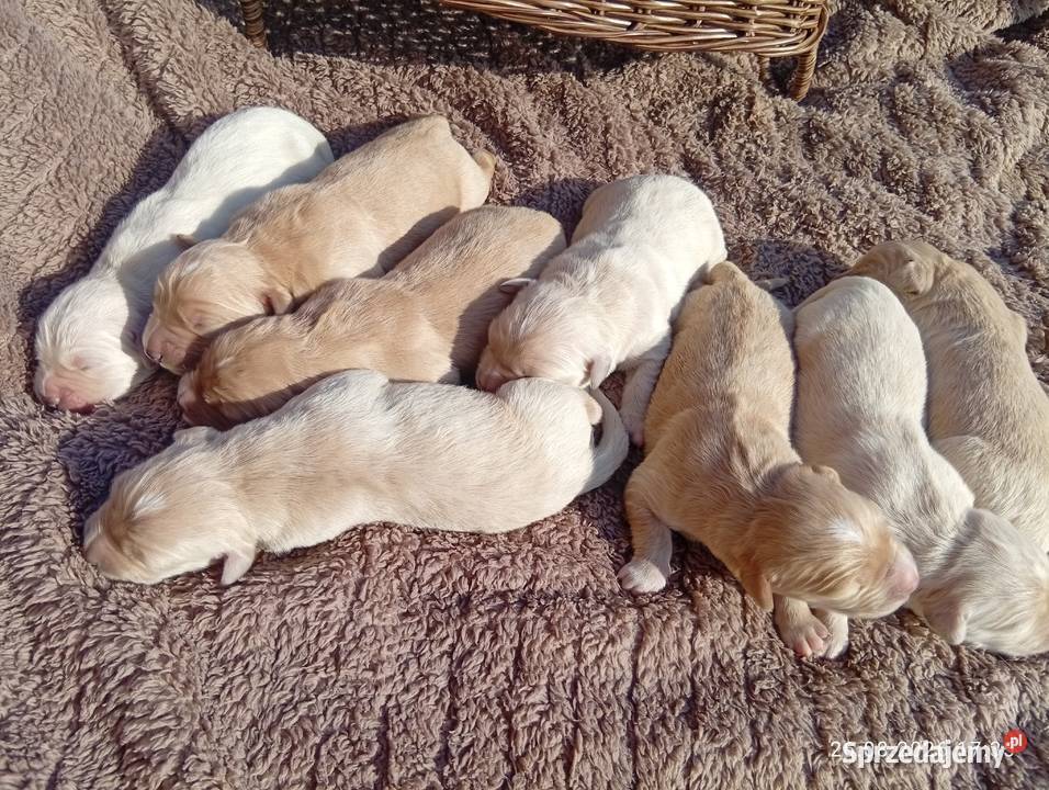 Golden retriever szczeniaki pieski Rusinowo sprzedam