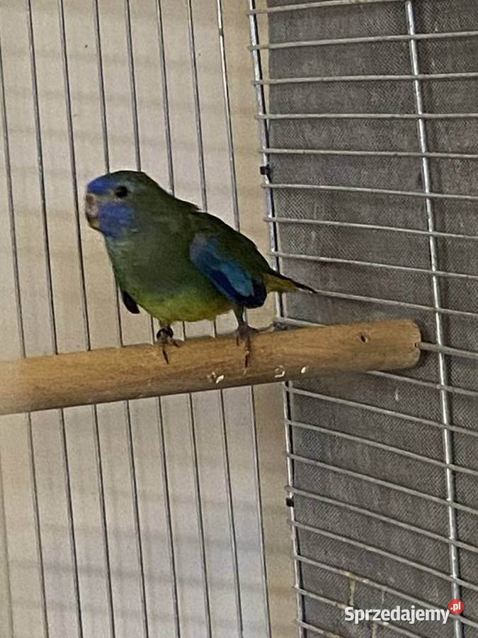 łąkówki wspaniałe lubuskie Gorzów Wielkopolski