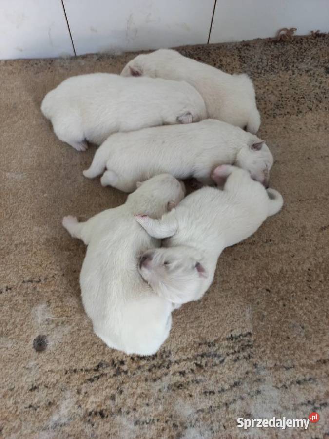 Szczenięta Samoyed Pabianice