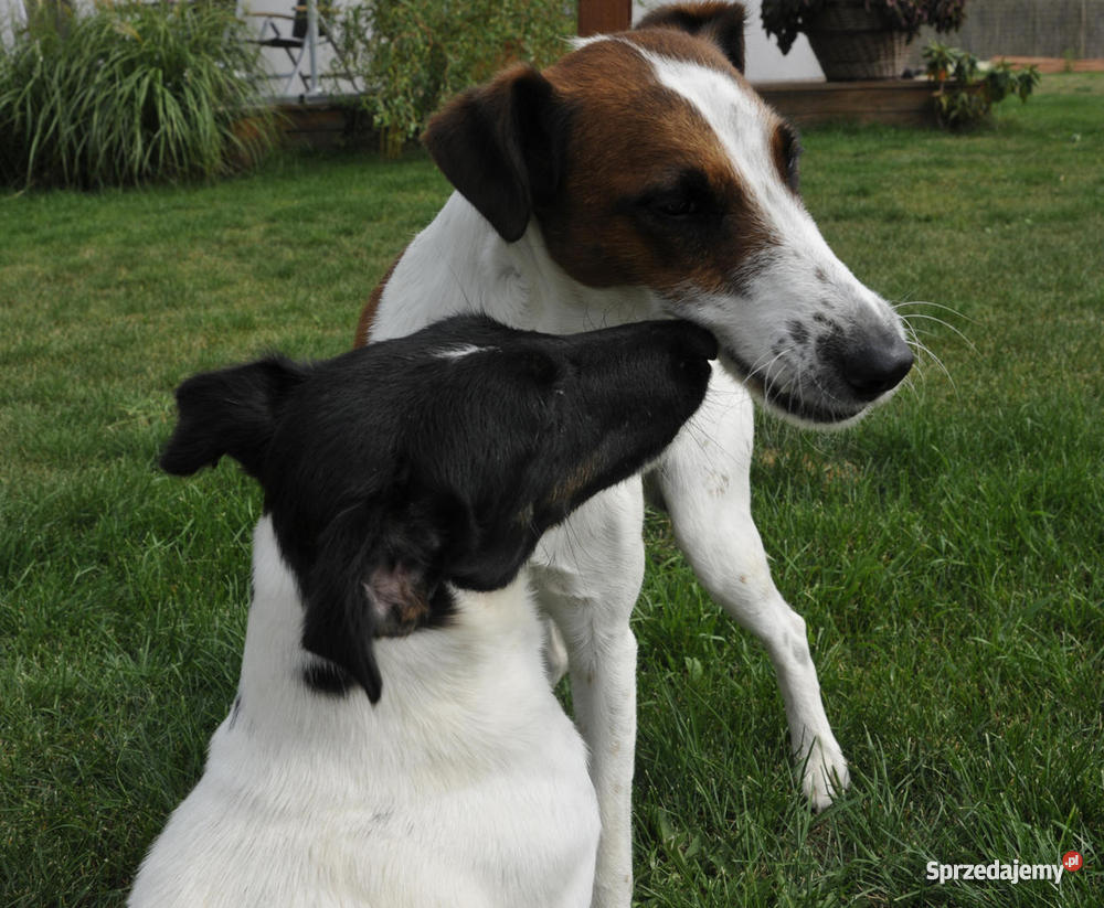Foksterier krótkowłosy szczeniak samiec Rokietnica