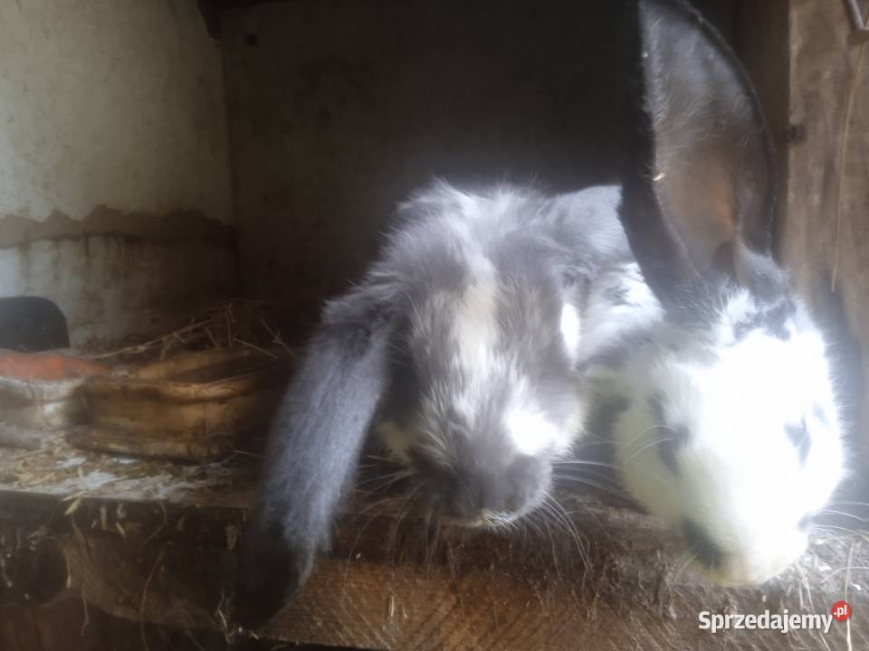 2 duże piętrowe klatki z królikami rasy baran mazowieckie Nasielsk