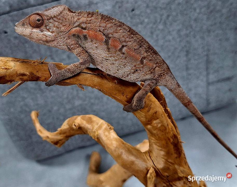 Kameleon lamparci samiec