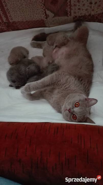 Piękne kotki brytyjskie na sprzedaż Koty Kolbuszowa sprzedam