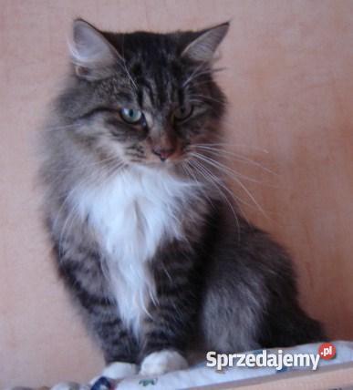 Kocięta syberyjskie kujawsko-pomorskie Bydgoszcz