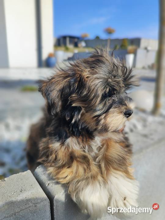 Hawańczyk rodowód FCI Poraj sprzedam