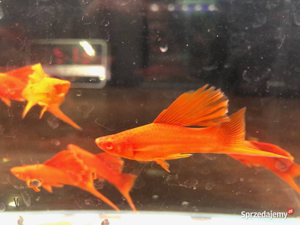 Mieczyk Kalafior Cauliflower Full Red albino Justynów