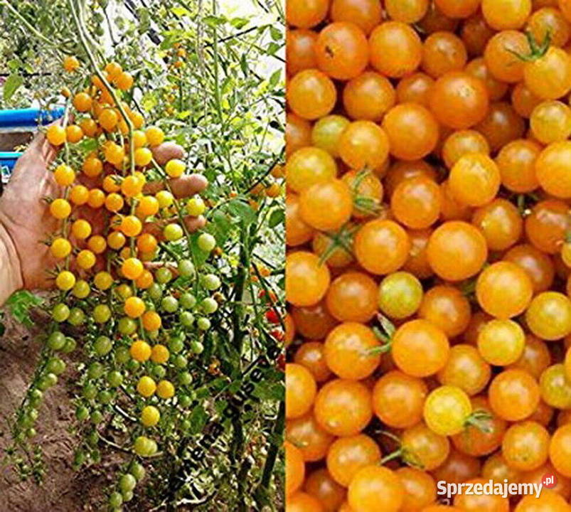 Pomidor Kutasik Penis rosyjski sadzonki nasiona Nowy Sącz