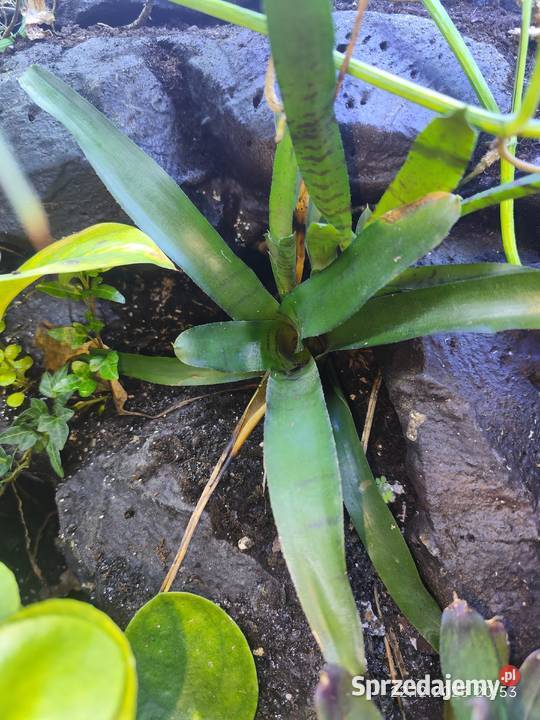 Rośliny terrarium Białystok