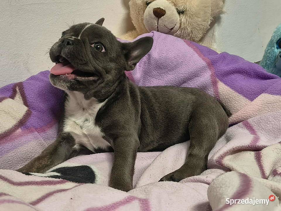 buldog francuski suczka niebieskapaszport Lipno sprzedam