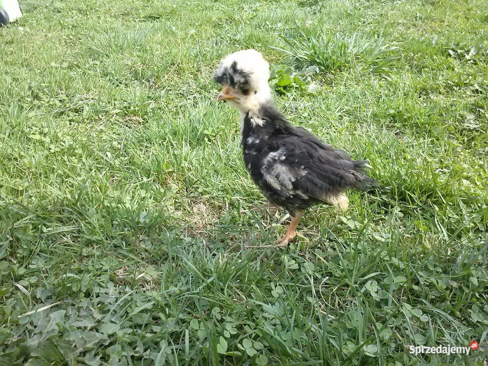 Białoczub holenderski mini kochin olbrzym Starachowice