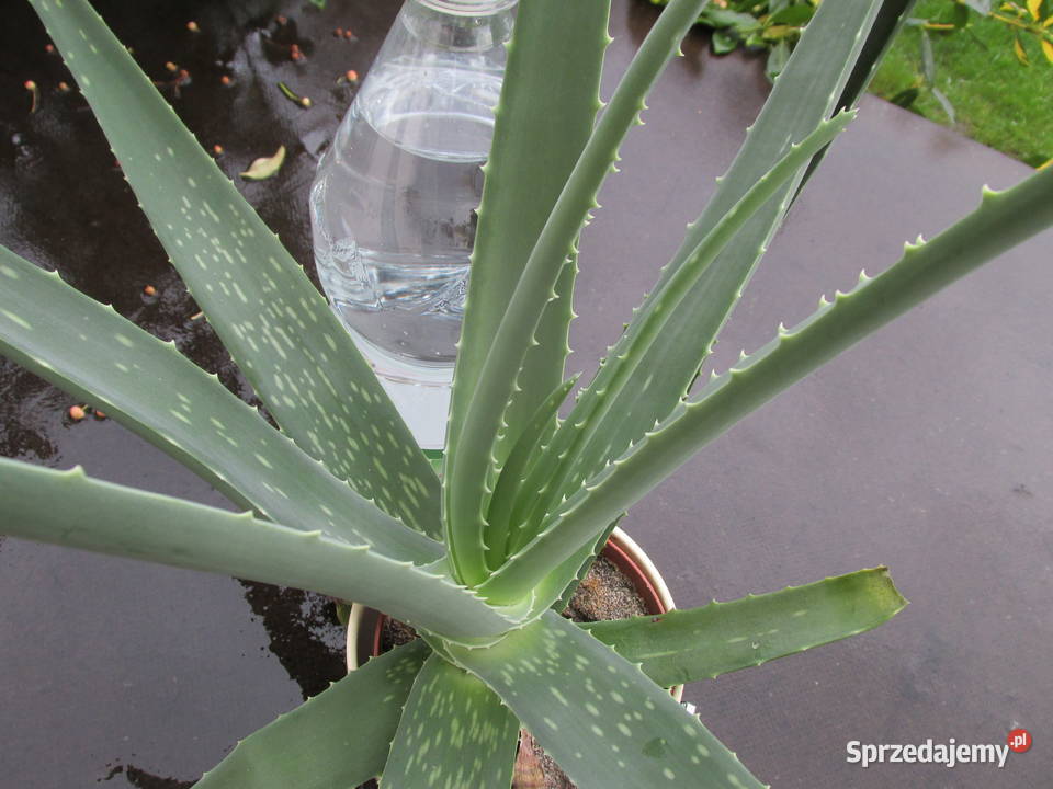 3letni aloes leczniczy Aloe Vera Barbadensis małopolskie