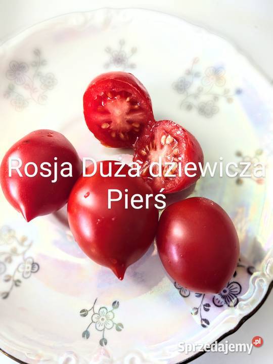 Pomidor Duża dziewicza pierś plenny nasiona Rośliny Kraków