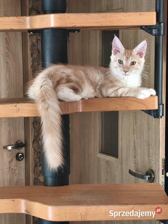 Kotka jedną szylkretka druga ruda Maine coon z Kielce sprzedam