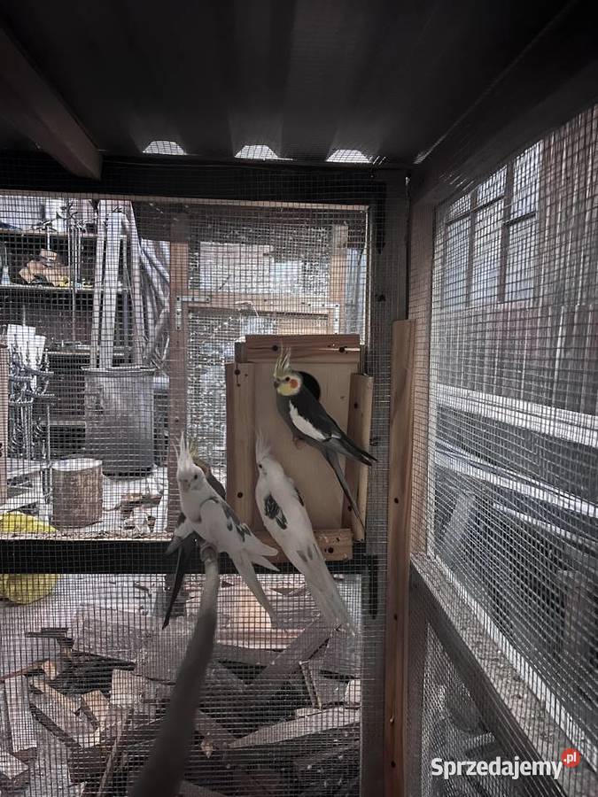 Sprzedam nimfy Siepraw sprzedam