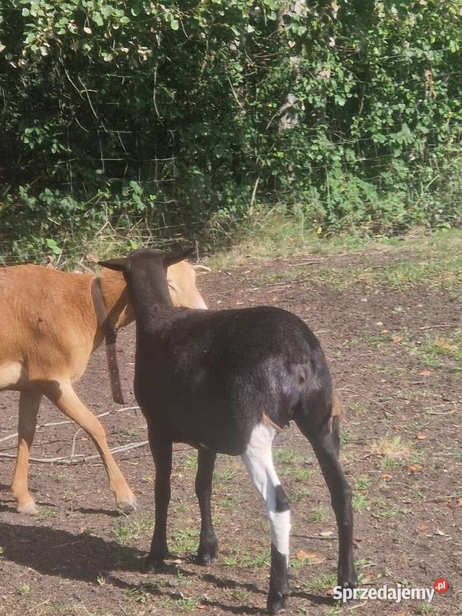Sprzedam owieczki lubelskie Parczew