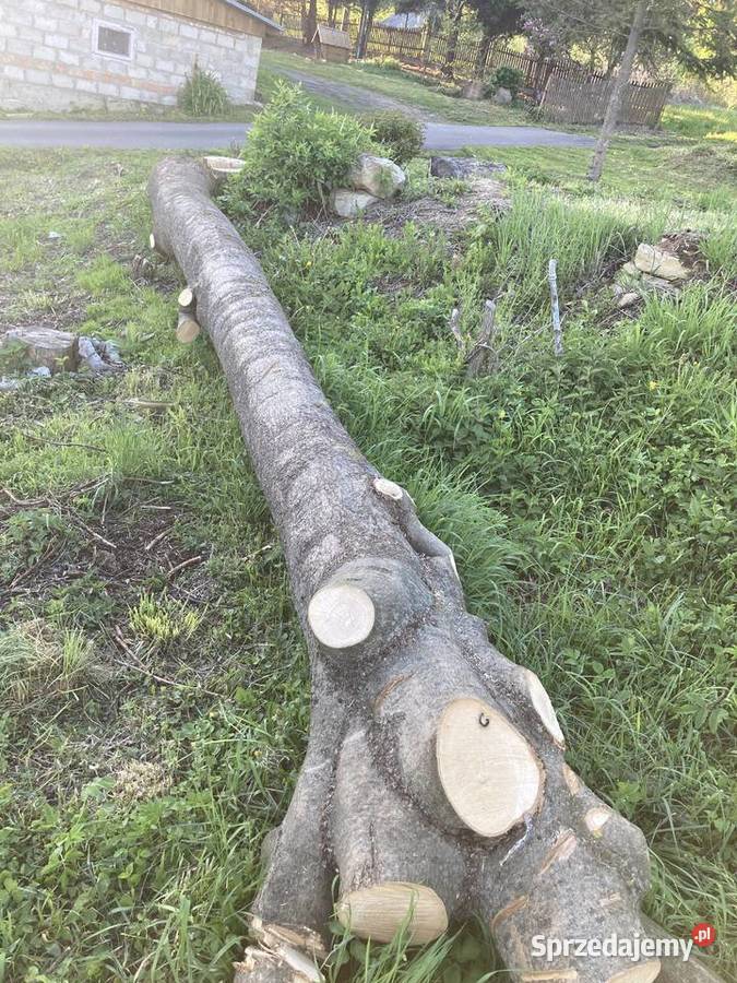 Sprzedam jesion w klocu 2 Domaradz