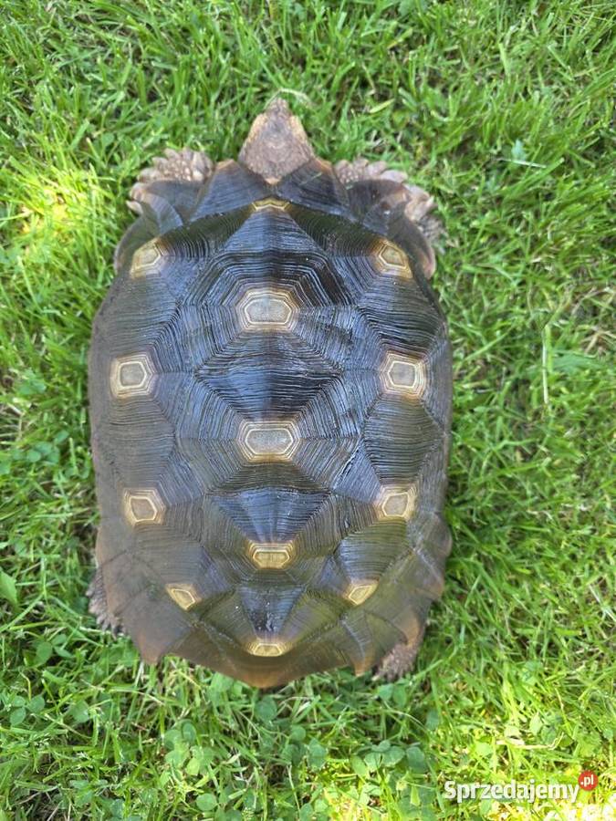 Żółw pustynny Sulcata 4 lata zdrowy z Będzin