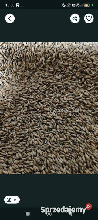 Sprzedam pszenżyto 2025 Lyski