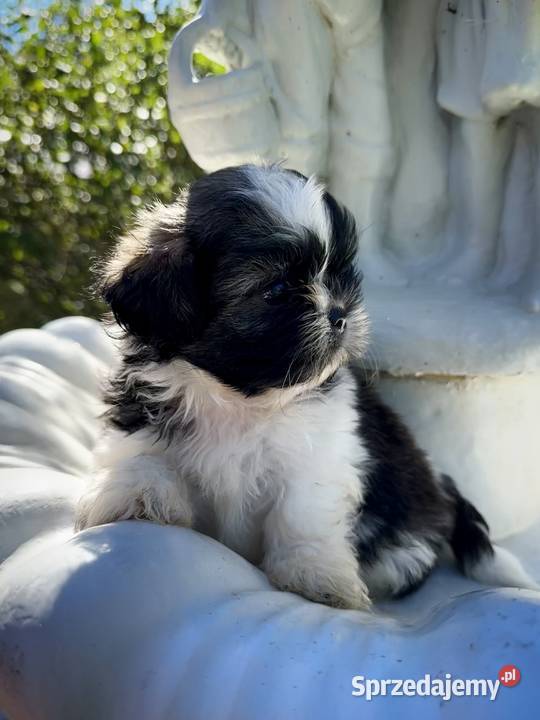 Pieski i Suczki z Rodowodem Shih Tzu
