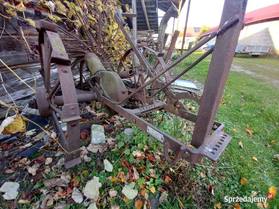 kopaczka gwiasdzista Pozostałe Tczów