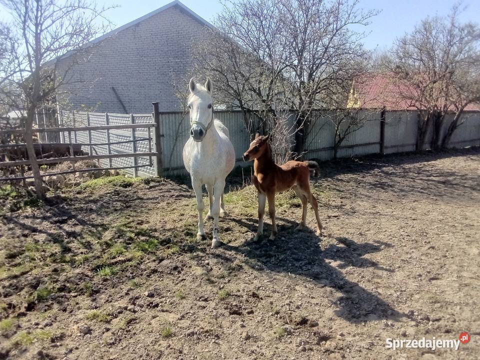 Klacz Arabska ze źrebakiem Piórków