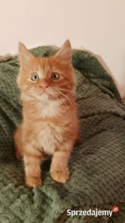 Kocurek Maine Coon Rodowód FPL Maine Coon Bytom Odrzański